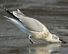 Herring Gull